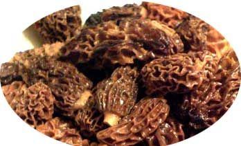 morilles